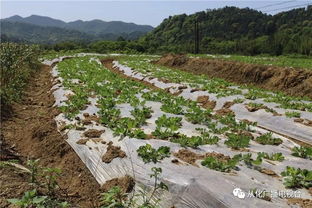 萬畝農田種養及加工產業基地落戶呂田鎮，推動優質農產品直通餐桌