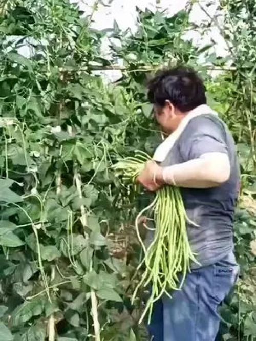 老農的豆角與水產 記錄真實的鄉村生活，傳遞正能量