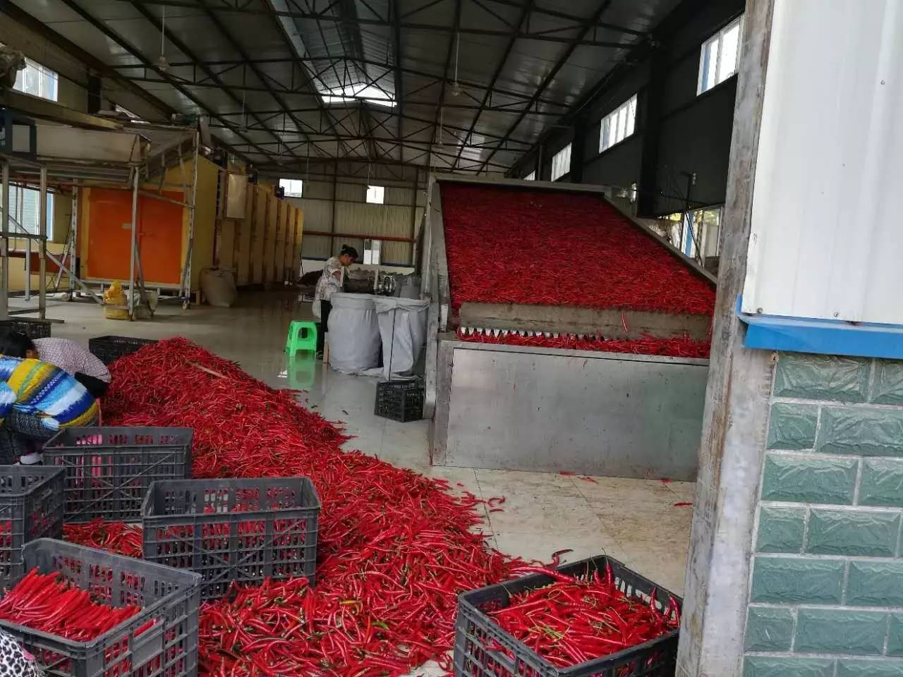 旺草“紅”了！水產(chǎn)養(yǎng)殖新路徑探秘